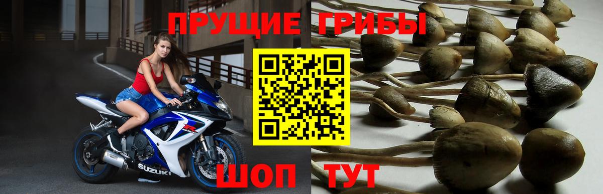 Псилоцибиновые грибы GOLDEN TEACHER  Вход с VPN  Новосибирск 